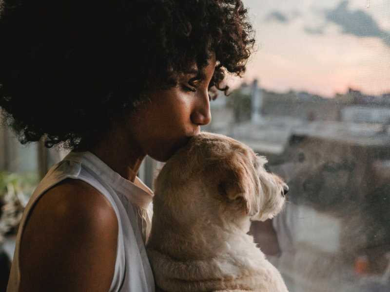 Dog rescue- In crisis